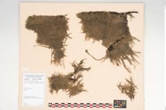 Foto von Textil (NHMW-PRAE-126320)